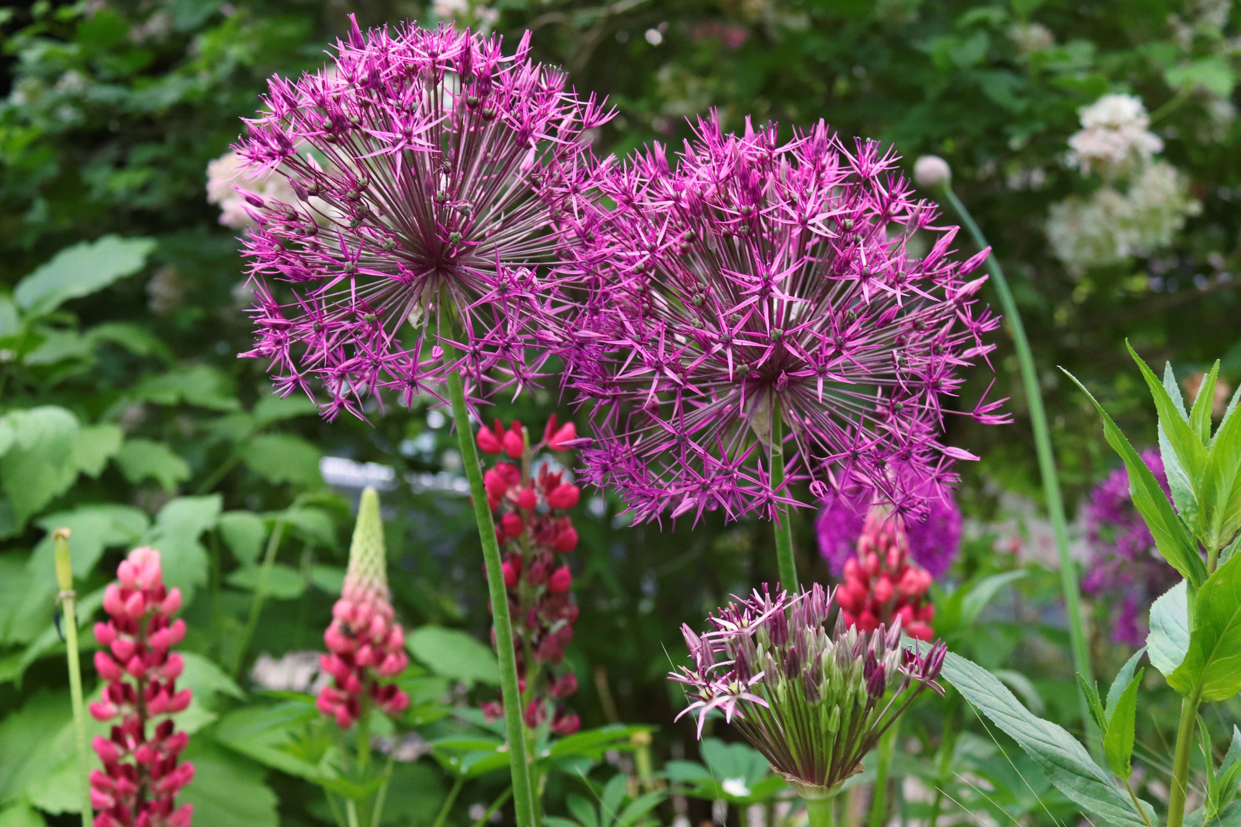 tuinontwerp-tuinadvies-tuinonderhoud-deweerd-gardens
